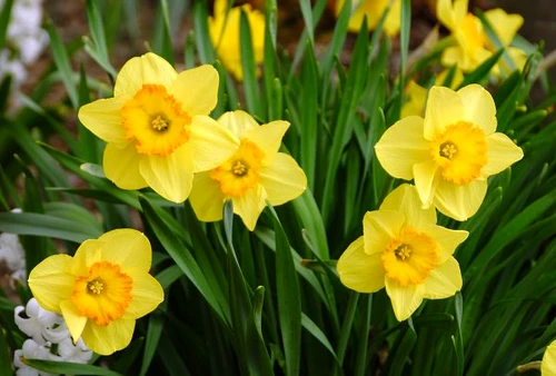 Bulbii de narcisă, care sunt confundaţi uneori cu bulbii de ceapă, sunt foarte toxici pentru organism