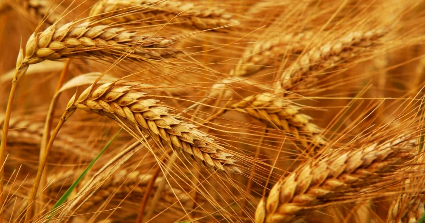 Vânzările de cerealale şi animalele vii au crescut cu 103,3% în luna iulie