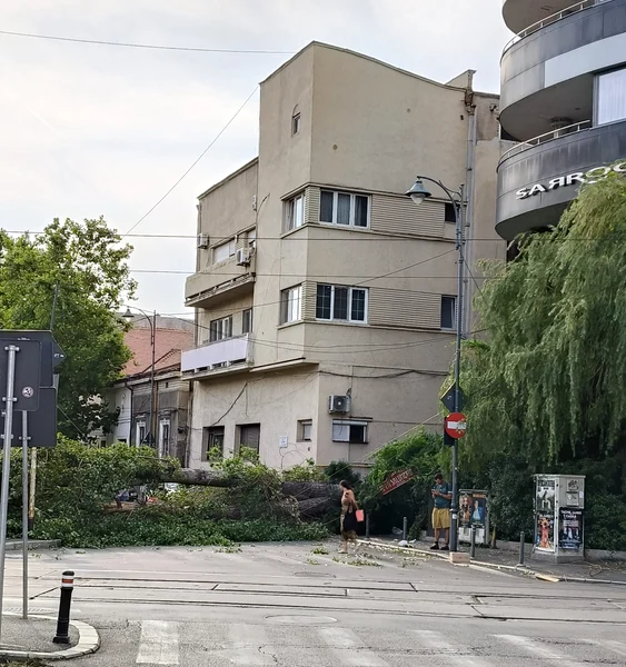 Un copac a fost doborât de vijelie pe Bld. Maria Rosetti. FOTO ISU București-Ilfov