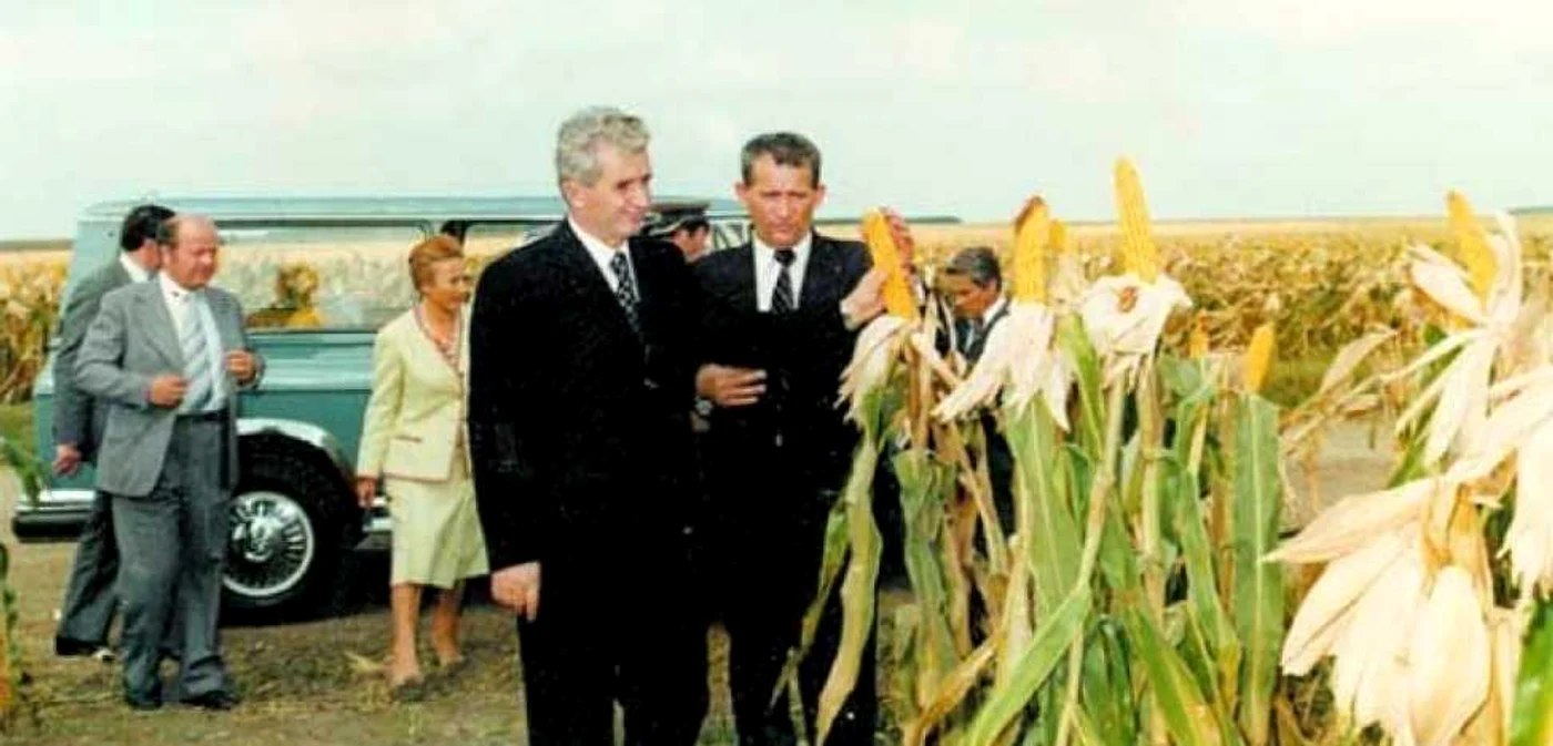 Cuplul Ceauşescu, într-o vizită de lucru pe ogoarele patriei FOTO Muzeul de Istorie al României