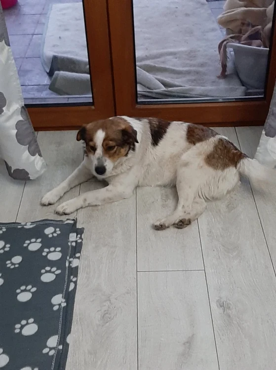 Asociaţiile din Timişoara s-au luptat câţiva ani pentru drepturile proprietarilor de animale FOTO Asociaţia Mikaela