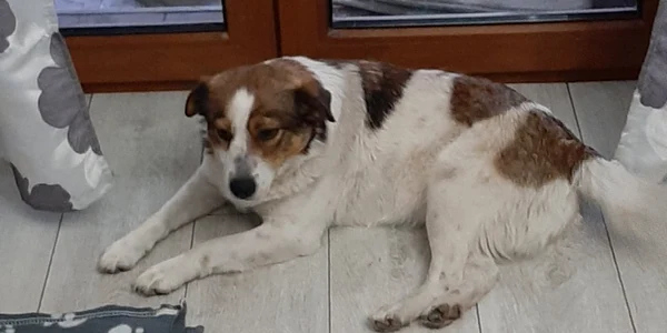 Câine Asociaţia Mikaela