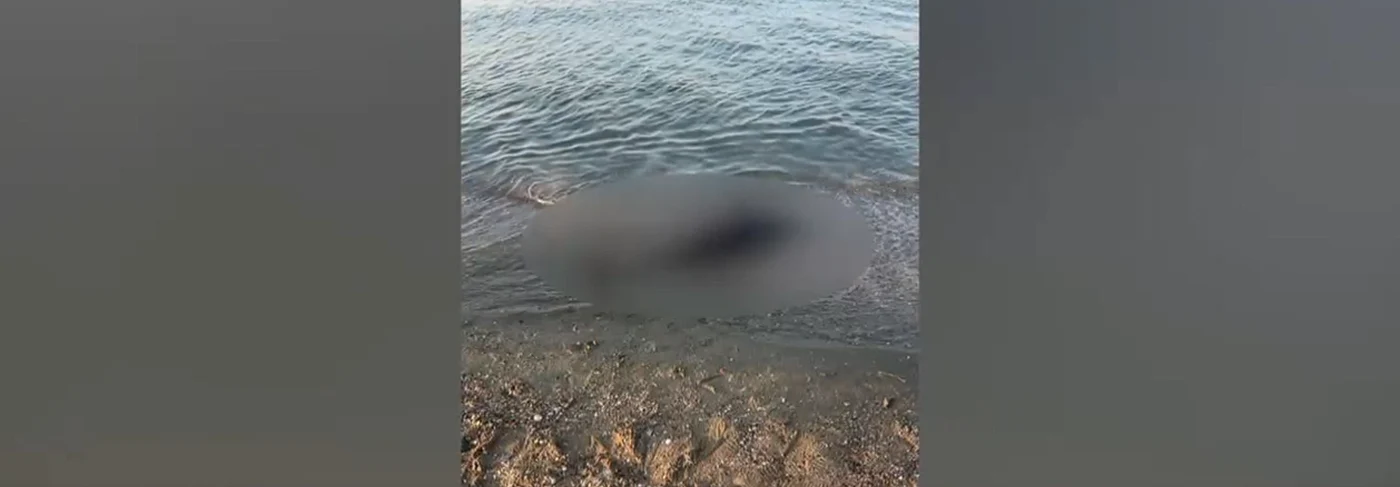 82 de delfini găsiți morți pe malul mării/sursă foto: Digi24