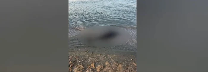 82 de delfini găsiți morți pe malul mării/sursă foto: Digi24