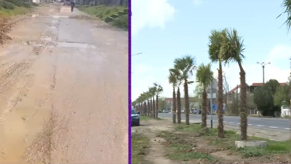 Primarul care plantat palmieri pe marginea drumului, deși comuna pe care o conduce nu are asfalt pe drum VIDEO