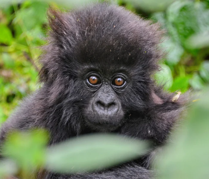 Puii de gorilă depind total de mamele lor / FOTO: gorillafund.org