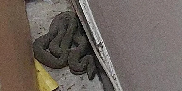 IMG 0358 jpeg