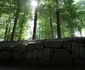 Saemizegetusa Regia  Foto Daniel Guță ADEVĂRUL (4) JPG