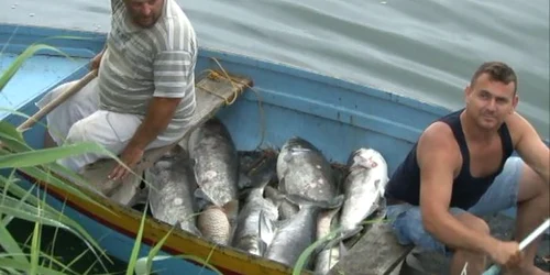 Peste mort FOTO news.ro