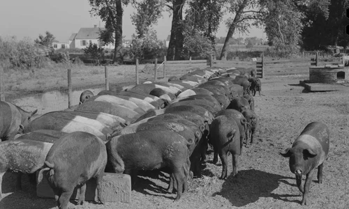 Fermă de porci (© Library of Congress)