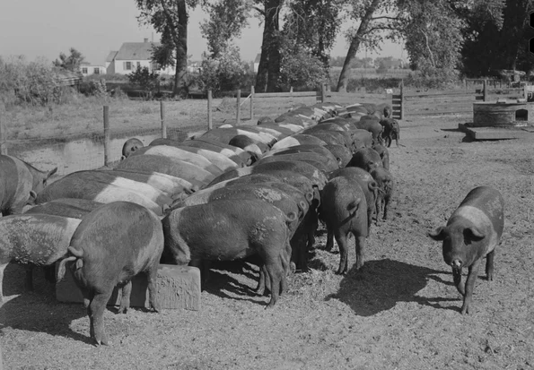 Fermă de porci (© Library of Congress)