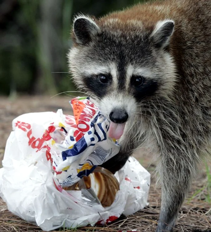 
    Ratonii se numără printre cele mai deştepte animale din lumefoto:AP  