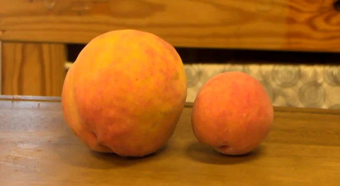 Așa arată piersica record lângă una normală (Foto: captură video)