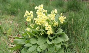 ciubotica cucului  jpeg