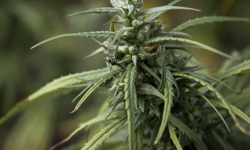hemp 8420408 1280 jpg