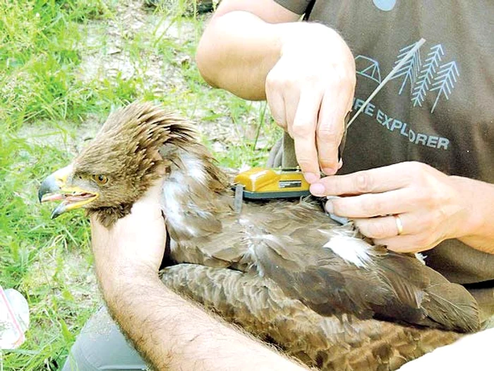 Doar Arlie mai e  monitorizată satelitar 