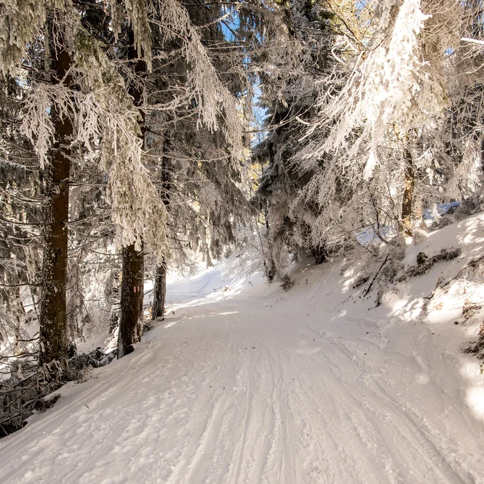Pe cărările Apusenilor FOTO Magic Romania
