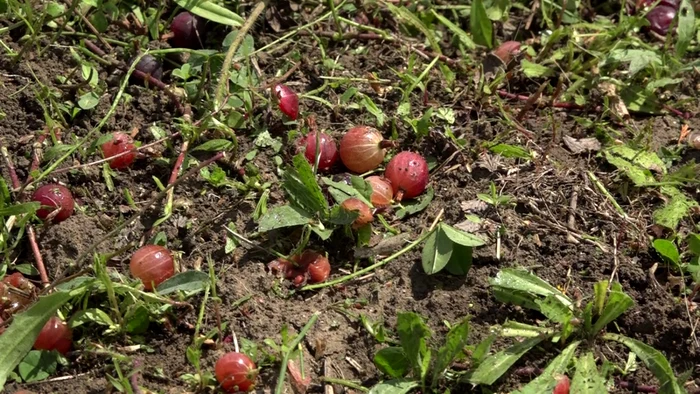 fructe de pădure bunesti Suceava 