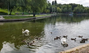 p 8 sus Parcul IOR WC jpg