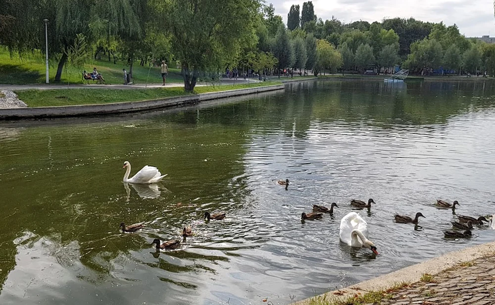 Un activist de mediu cere modificarea OUG pentru salvarea spațiilor verzi, promovată de Diana Buzoianu: „Abordarea este greșită”