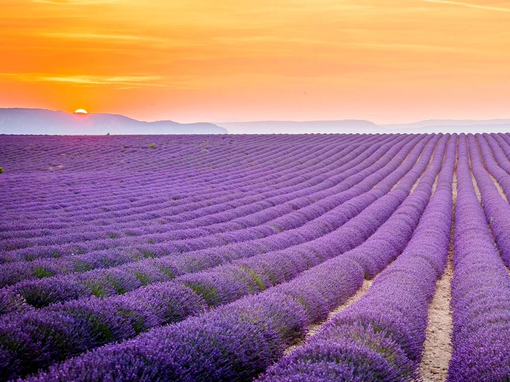 lavender field provence cr alamy jpg jpeg