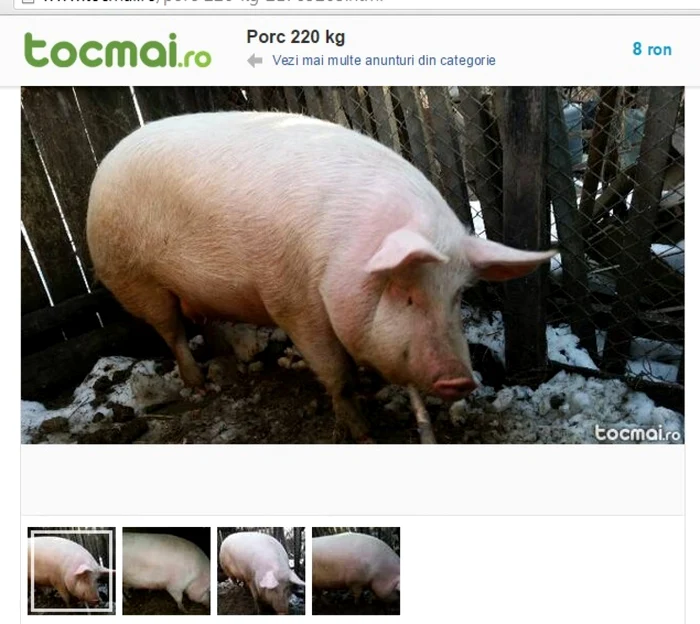 porc