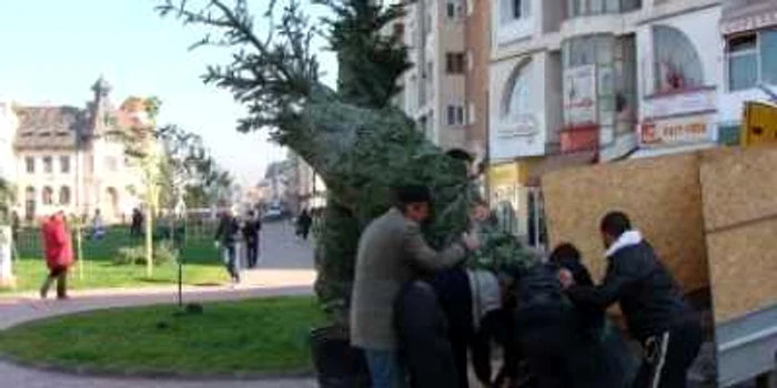 Târgu-Jiu: Se plantează brazi în centrul civic