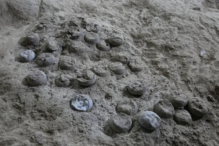 Cuibul de ouă descoperit ar putea oferi indicii despre ecosistemul Cretacicului / Sursa foto: CNN