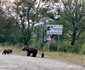 Ursoaică cu pui în zona Vidraru Foto Daciana Stoica Redmi Note 14Pro+ 5G
