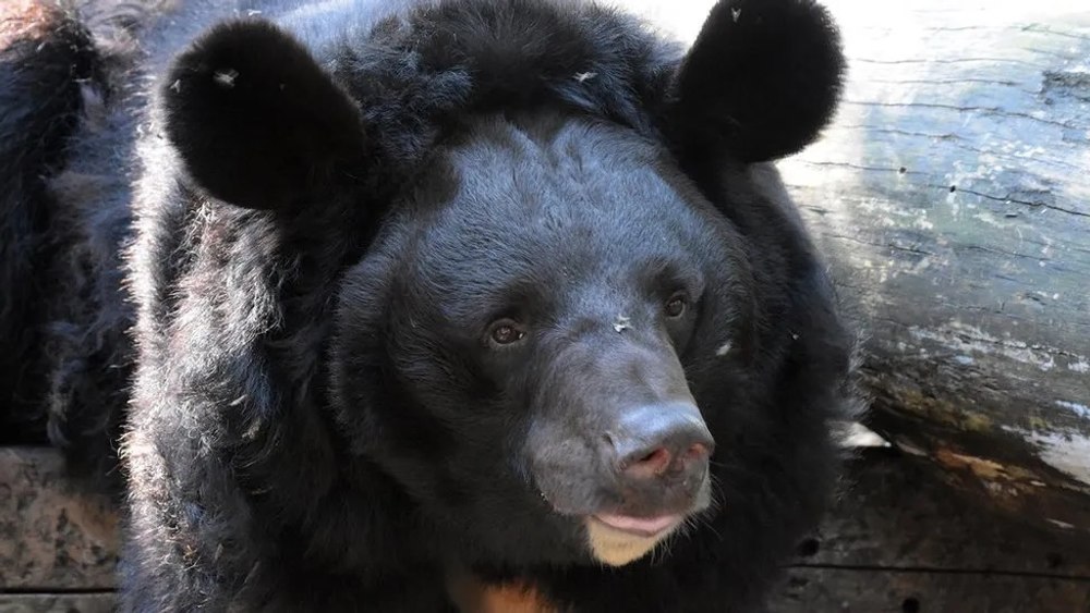 Yampil, ursul rănit de obuze în Ucraina, are o nouă casă. Animalul sălbatic va trăi liniști în Scoția: „A trecut prin multe”