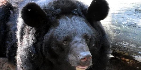 yampil, ursul salvat din ucraina FOTO Gradina Zoologica Five Sisters jpg