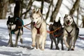 caini Husky jpg
