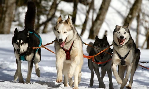caini Husky jpg
