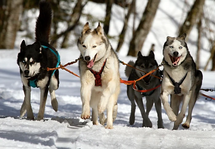 Plimbări cu sănii trase de câinii Husky Foto: Pixabay.com