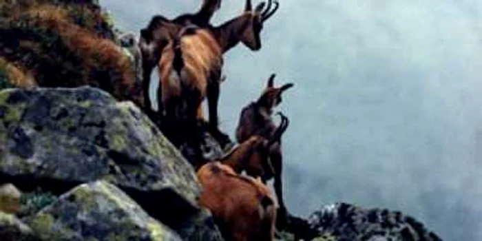Caprele negre vor putea fi admirate la Zoo Braşov. foto: arhivă