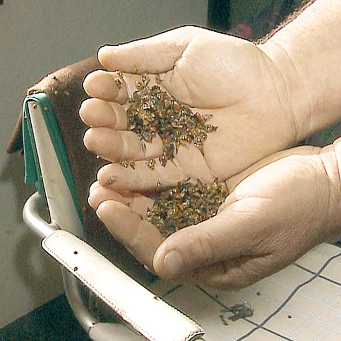 Oamenii adună insectele cu lopata din case!