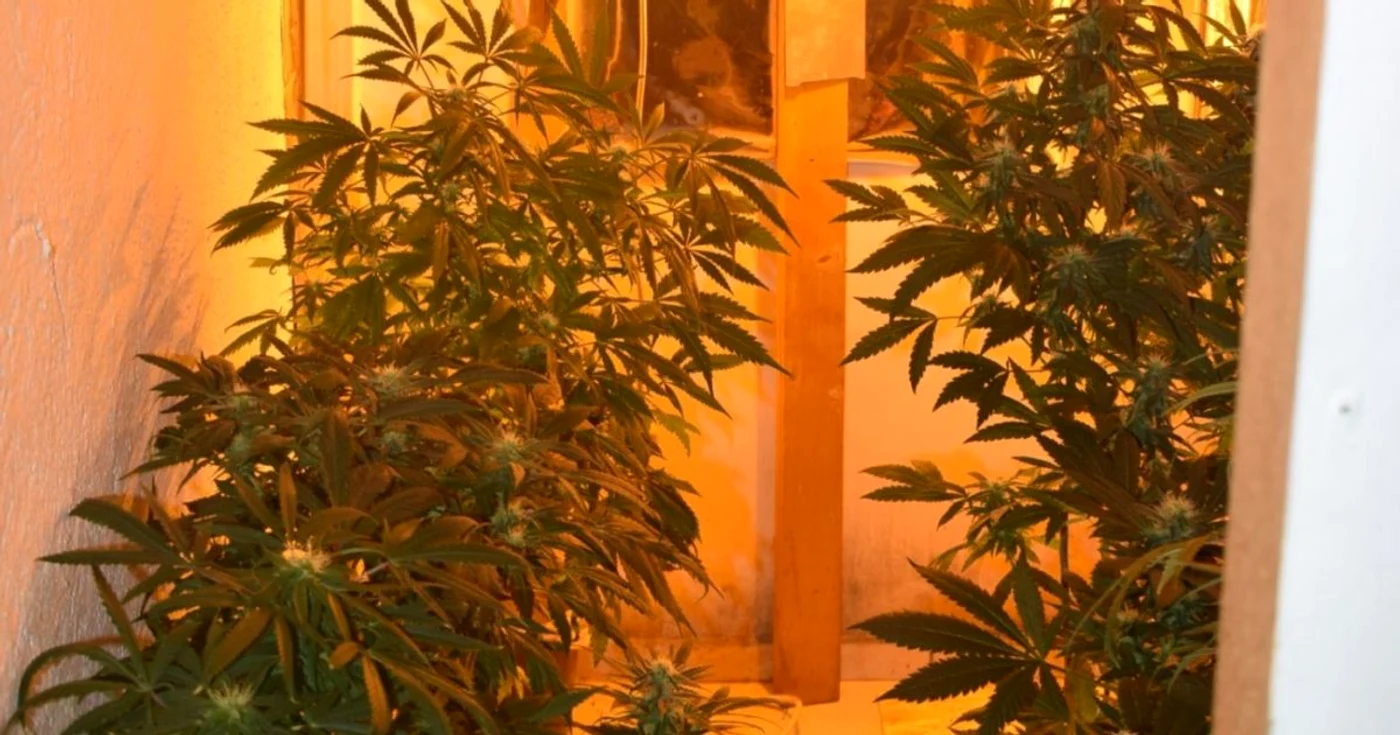 Cultură de cannabis, descoperită acasă la suspectă FOTO Poliţia Română