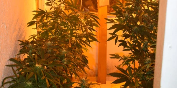 calarasi cannabis