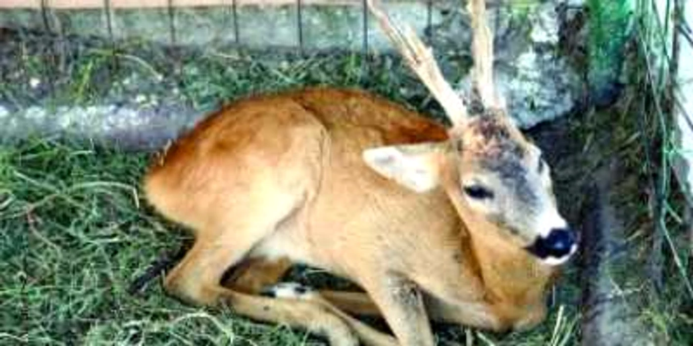 Constanta: Litoral 2009/Coifuri de stuf pentru animale pentru a fi protejate de caniculă