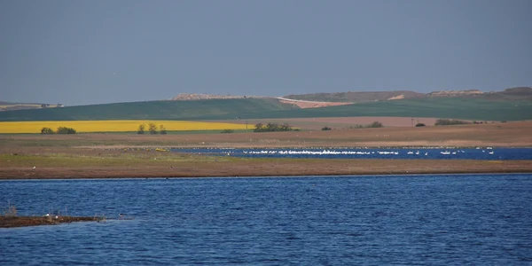 Delta dunarii foto ARBDD jpg