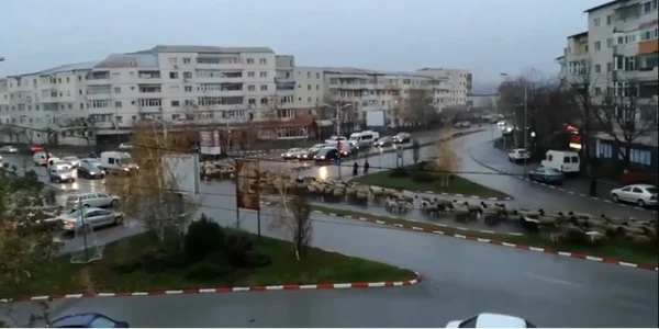 Turmă deoi prin centrul oraşului Alexandria Captură video