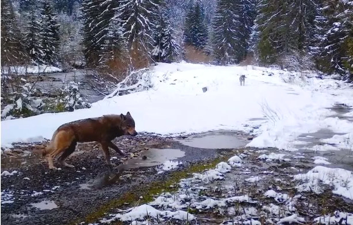 Unul dintre lupi observă camera amplasată în pădure FOTO captură video Parcul Natural Apuseni