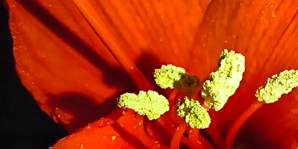 Crin imortalizat cu Xiaomi Redmi Note 14Pro 5G Foto Daciana Stoica pentru Adevărul