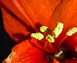 Crin imortalizat cu Xiaomi Redmi Note 14Pro 5G Foto Daciana Stoica pentru Adevărul