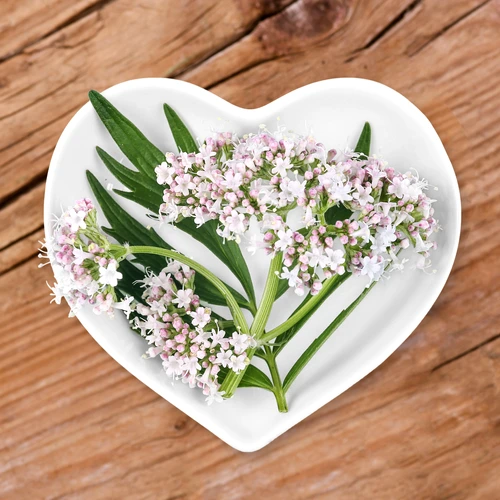 1 shutterstock 657411946 jpg jpeg