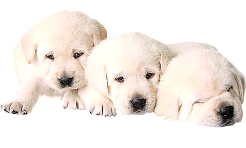 carnet de sănătate animale jpeg