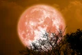 Luna Plina, foto Shutterstock jpg