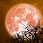 Luna Plina, foto Shutterstock jpg