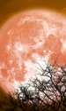 Luna Plina, foto Shutterstock jpg