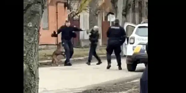 pitbull 2 gif gif